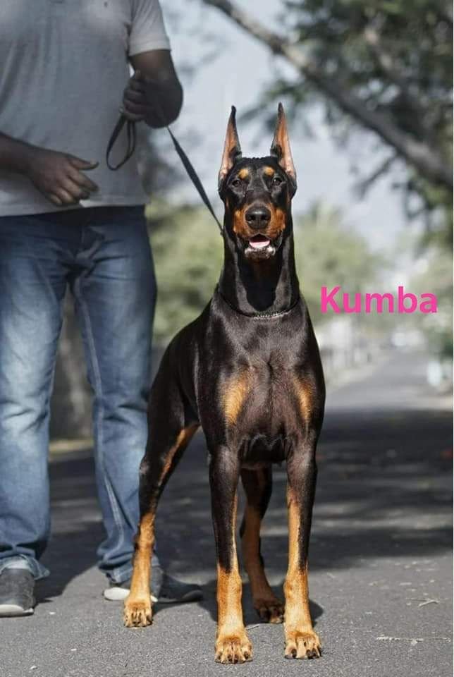 DogsIndia.com - Dobermann - Gopikannan