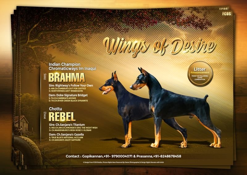 DogsIndia.com - Dobermann - Gopikannan