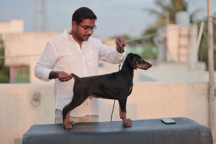 DogsIndia.com - Dobermann - Gopikannan