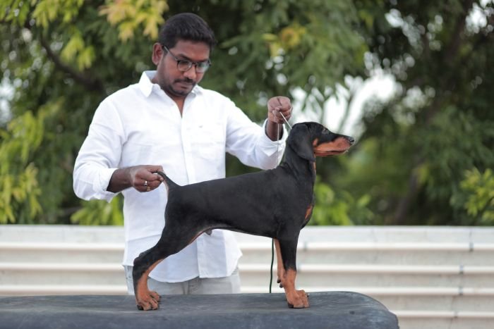 DogsIndia.com - Dobermann - Gopikannan