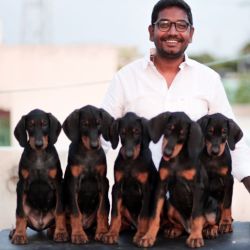 DogsIndia.com - Dobermann - Gopikannan
