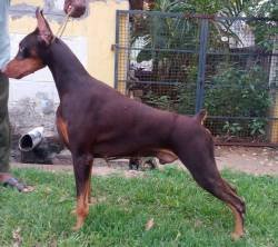 DogsIndia.com - Dobermann Pinscher - Johnson