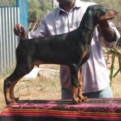 DogsIndia.com - Dobermann Pinscher - Johnson