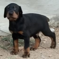 DogsIndia.com - Dobermann Pinscher - Johnson