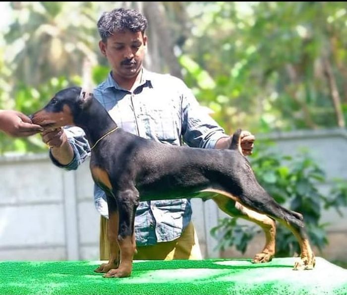 DogsIndia.com - Dobermann - Kamal