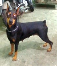 DogsIndia.com - Dobermann - Matchpoint Kennels