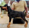 DogsIndia.com - Dobermann - Niche Kennels - Vetri
