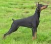 DogsIndia.com - Dobermann - Niche Kennels - Nirmal