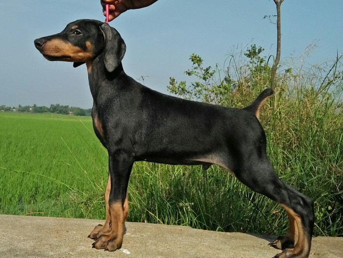 DogsIndia.com - Dobermann - Niche Kennels - Nirmal