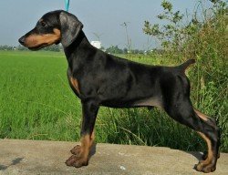 DogsIndia.com - Dobermann - Niche Kennels - Nirmal