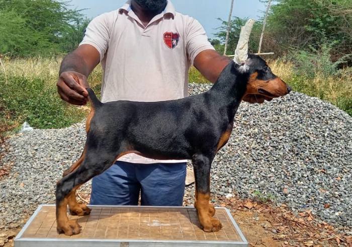 DogsIndia.com - Dobermann - Prabhakar