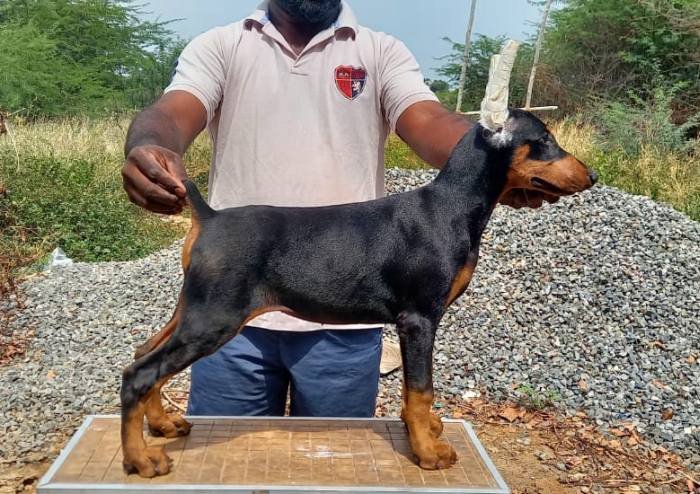 DogsIndia.com - Dobermann - Prabhakar