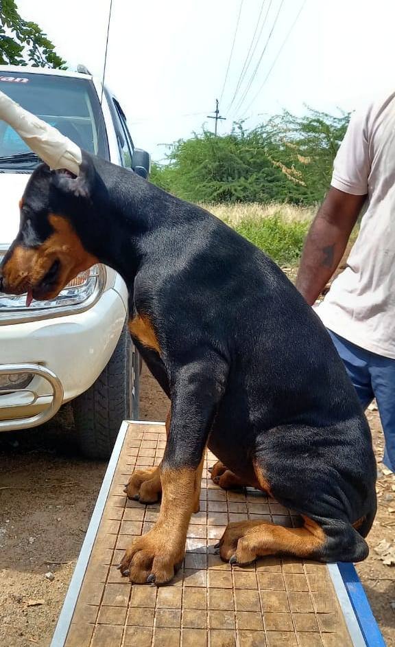 DogsIndia.com - Dobermann - Prabhakar