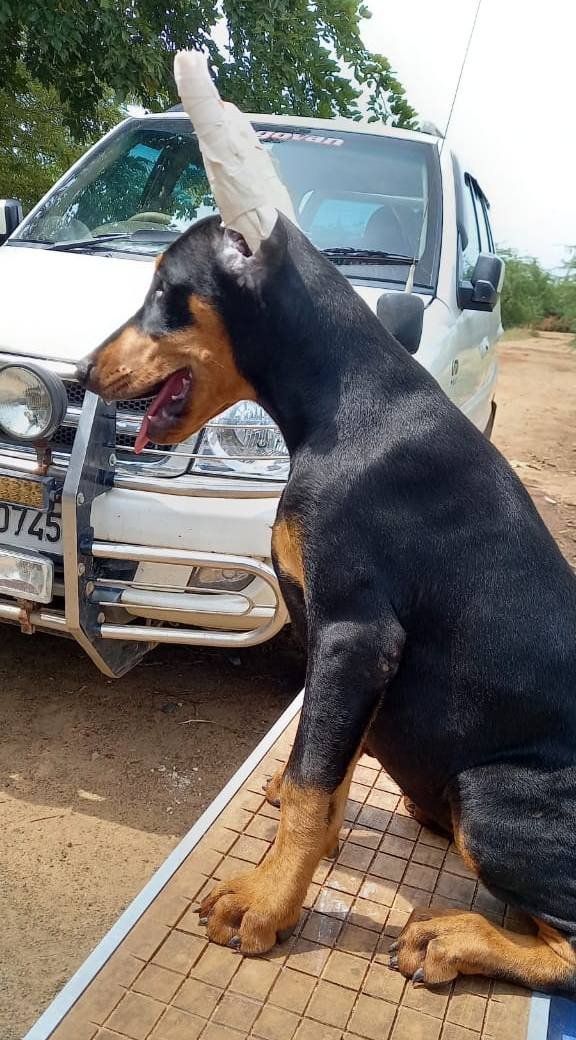 DogsIndia.com - Dobermann - Prabhakar