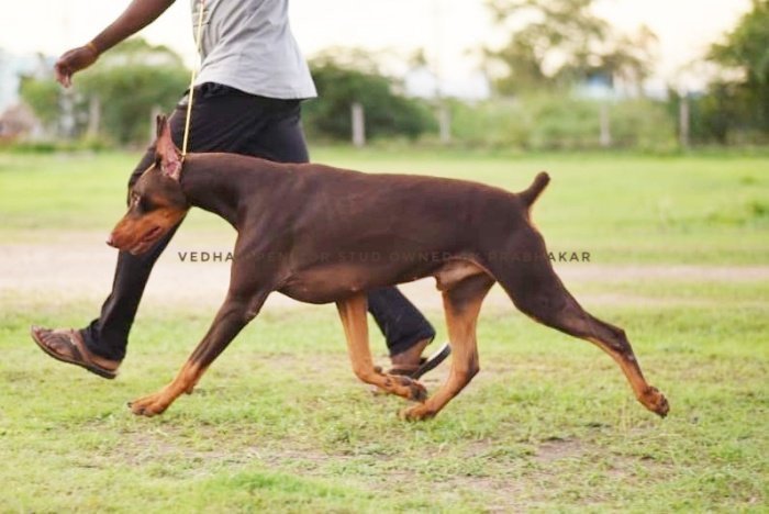 DogsIndia.com - Dobermann - Prabhakar
