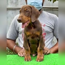 DogsIndia.com Dobermann Prabhakar