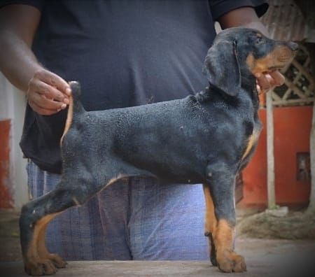 DogsIndia.com - Dobermann - Prasanna