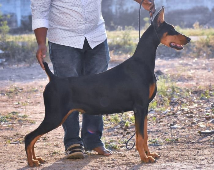 DogsIndia.com  Dobermann  Raghlin