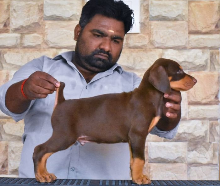 DogsIndia.com Dobermann Raghlin