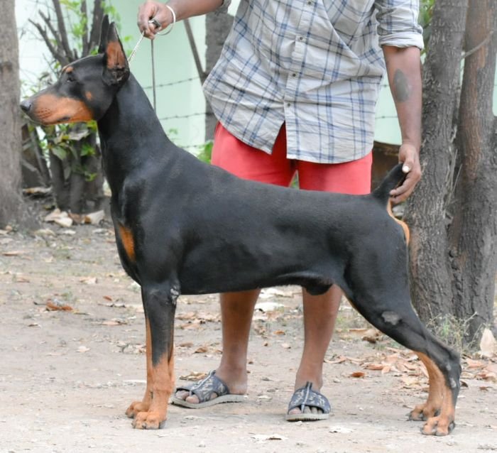 DogsIndia.com Dobermann Raghlin