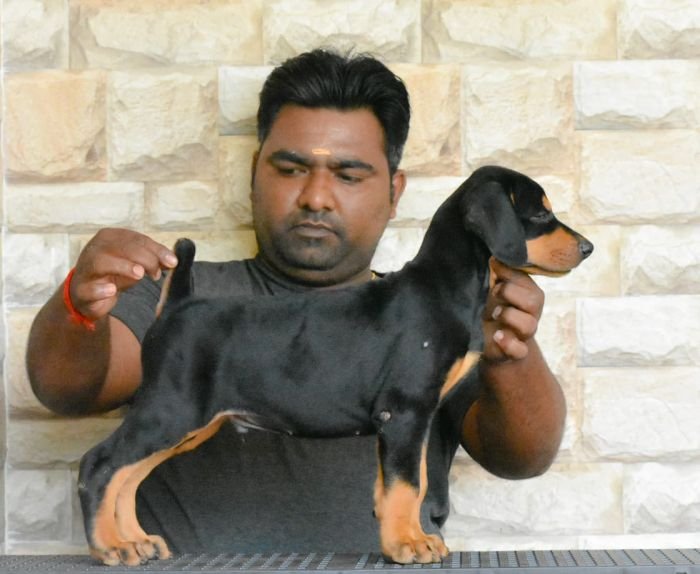 DogsIndia.com Dobermann Raghlin