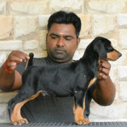 DogsIndia.com  Dobermann  Raghlin