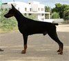 DogsIndia.com - Dobermann - Raghu