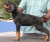DogsIndia.com - Dobermann - Raghuram