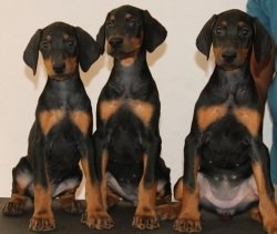 DogsIndia.com - Dobermann - Raghuram