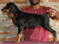DogsIndia.com - Dobermann - Raghuraman