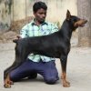 DogsIndia.com - Dobermann - Raghuraman
