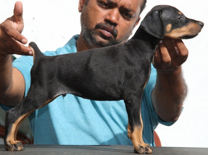 DogsIndia.com - Dobermann - Raghuraman