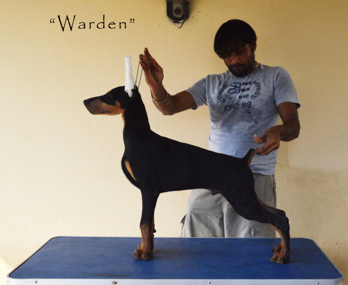 DogsIndia.com - Dobermann - Scarlex - Arun Kumar