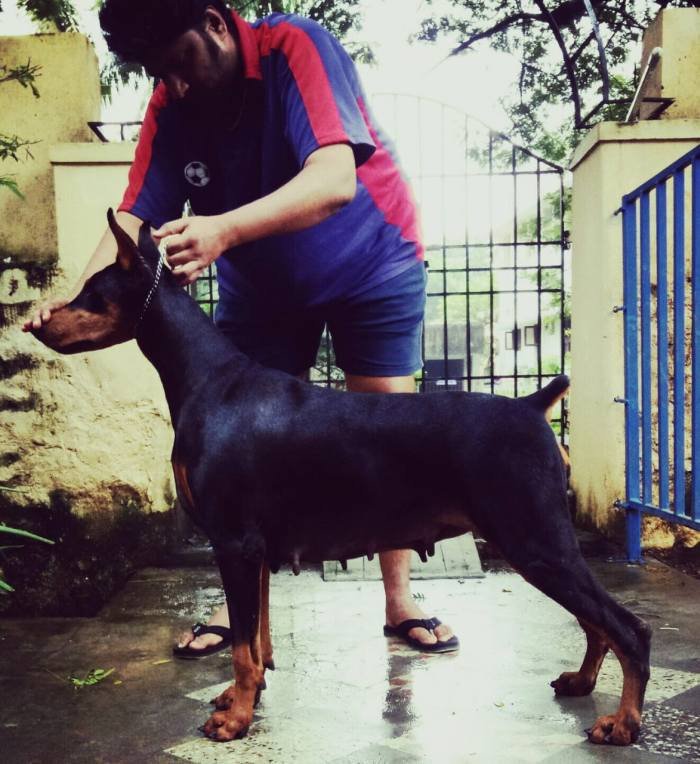 DogsIndia.com - Dobermann - Shyam