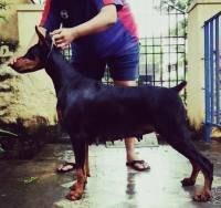 DogsIndia.com - Dobermann Pinscher - Shyam