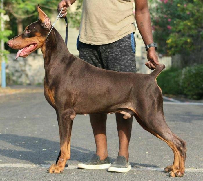 DogsIndia.com - Dobermann - Shyam