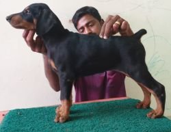 DogsIndia.com - Dobermann - Thirumurugan