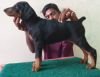 DogsIndia.com - Dobermann - Thirumurugan