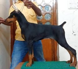 DogsIndia.com - Dobermann - Thirumurugan