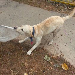pomeranian puppies for sale in coimbatore dogs india all about dogs breeders breeds indian breeds and info related to dogs pomeranian puppies for sale in coimbatore dogs india all about dogs breeders breeds indian breeds and info related to dogs