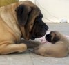 DogsIndia.com - English Mastiff - Devraj, Masked Giant Kennel