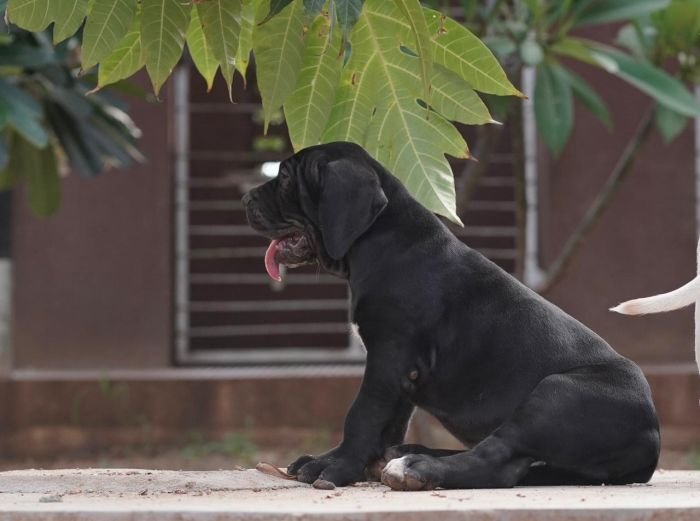 DogsIndia.com  Fila Brasileiro  Guhan