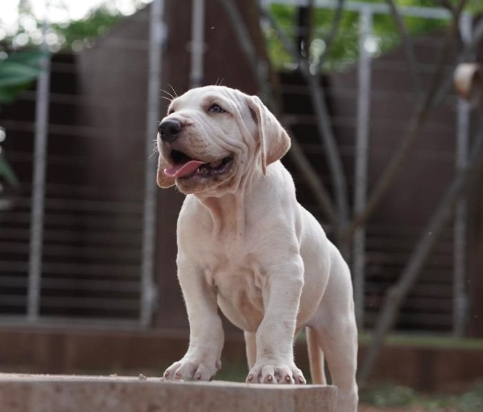 DogsIndia.com  Fila Brasileiro  Guhan