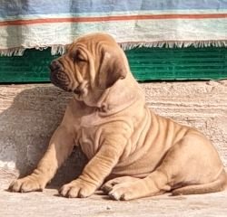 DogsIndia.com - Fila Brasileiro - Dr.Sayantan Patra