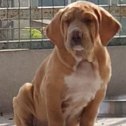 DogsIndia.com - Fila Brasileiro - Dr.Sayantan Patra