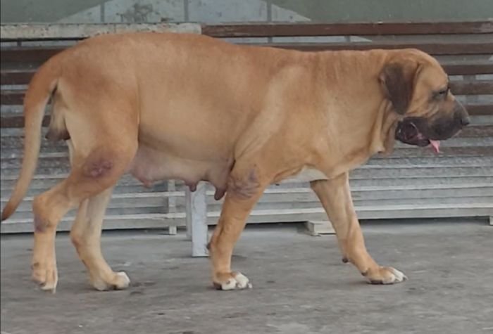 DogsIndia.com - Fila Brasileiro - Dr.Sayantan Patra