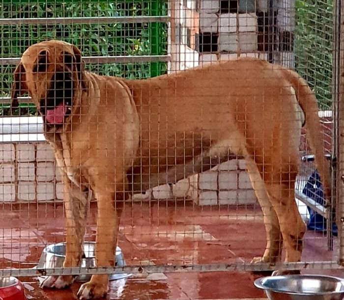 DogsIndia.com - Fila Brasileiro - Dr.Sayantan Patra