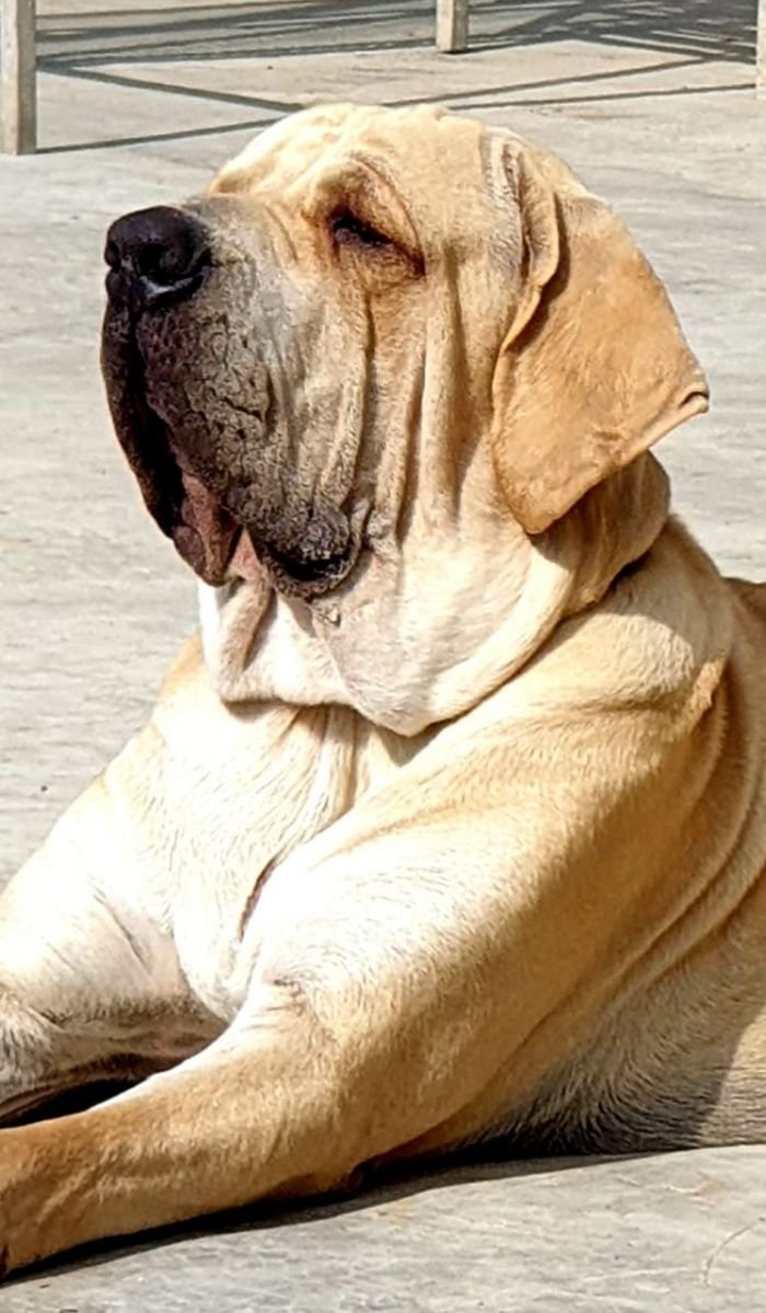 DogsIndia.com - Fila Brasileiro - Dr.Sayantan Patra