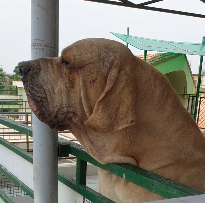 DogsIndia.com - Fila Brasileiro - Dr.Sayantan Patra