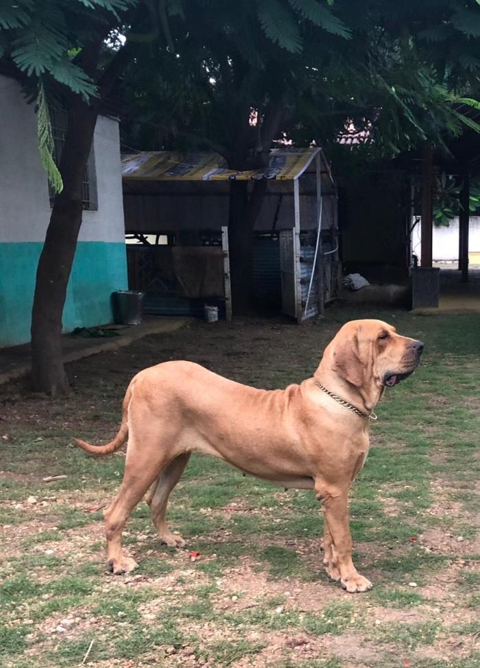 DogsIndia.com - Fila Brasileiro - Vijay
